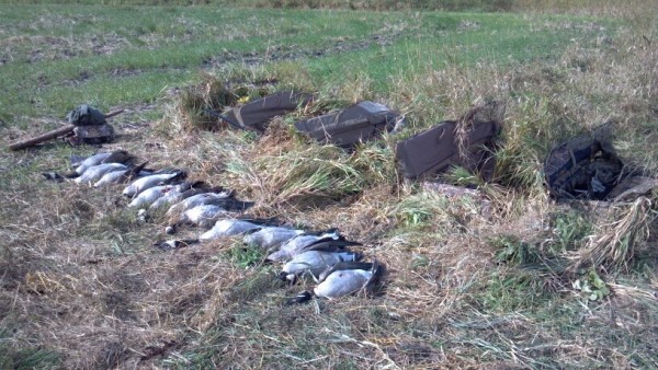 Best Hide Ever. Early goose day 3.jpg