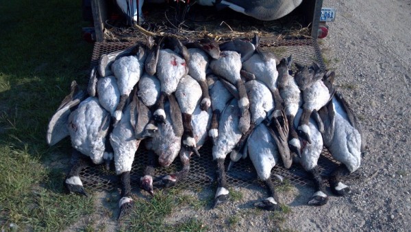 Opener Early Goose.jpg