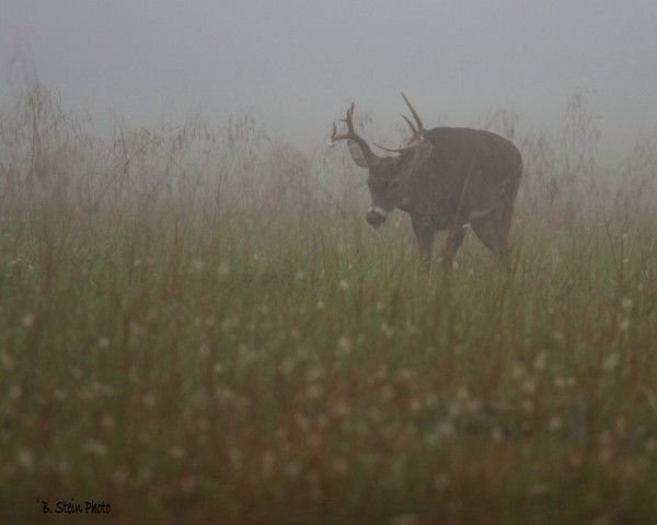 Misty Morning Buck.jpg